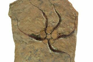Detailed Ordovician Brittle Star (Ophiura) - Morocco #350442