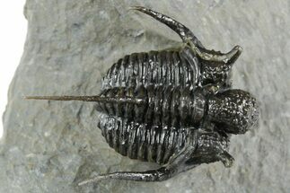 Bumpy Cyphaspis Trilobite - Top Quality Specimen #350492
