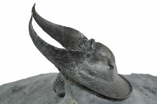 Detailed Scotoharpes Trilobite - Boudib, Morocco #350499