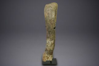 Fossil Sauropod (Camarasaurus) Ulna with Metal Stand - Colorado #350493