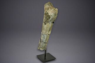 Fossil Sauropod (Camarasaurus) Ulna with Metal Stand - Colorado #350494