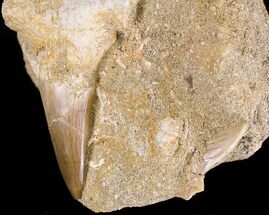 Mosasaur (Eremiasaurus) Tooth In Matrix With Root #18756