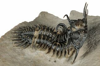 Short-Fork Walliserops Hammi Trilobite - Foum Zguid, Morocco #350501