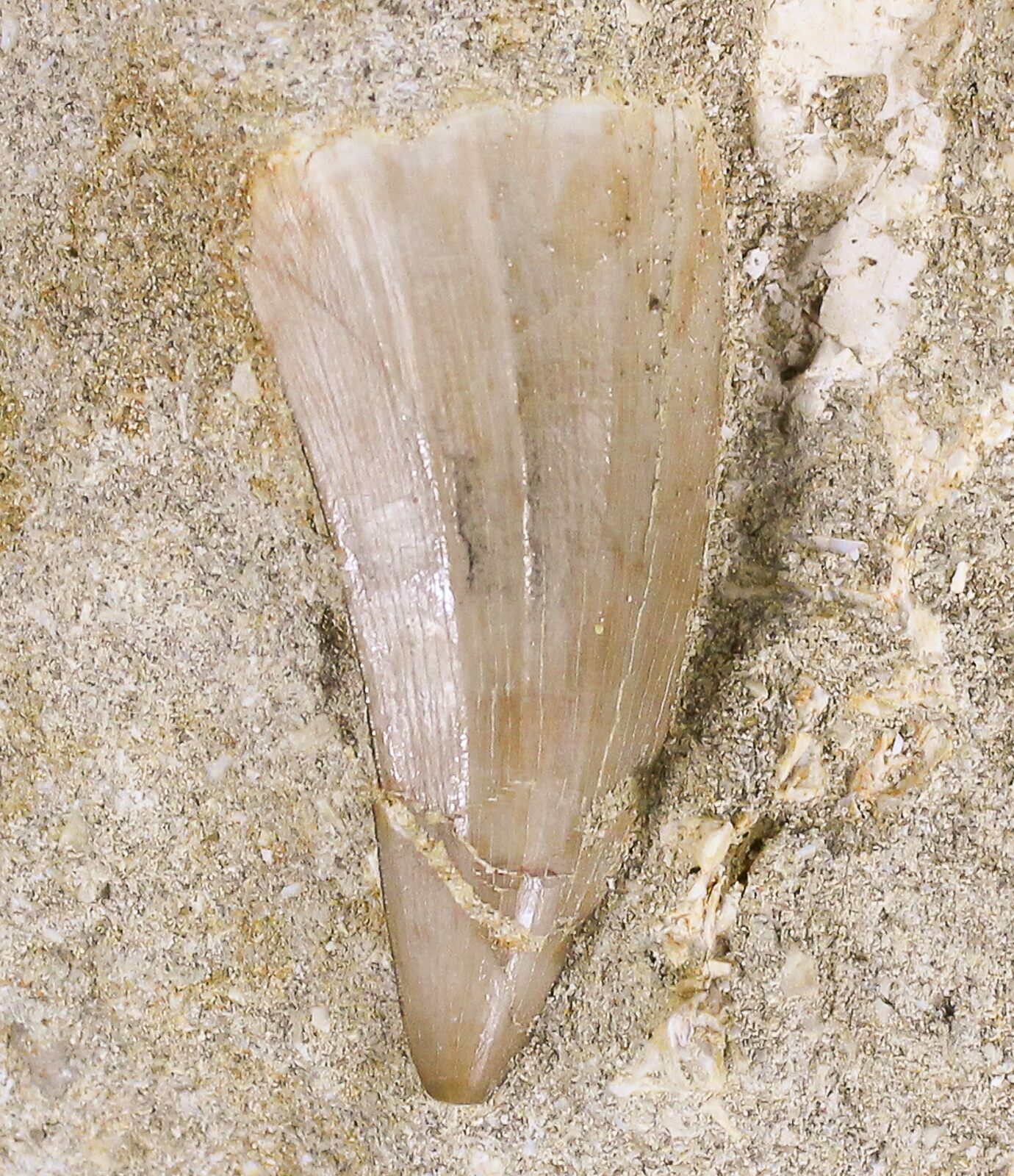 mosasaurus tooth for sale