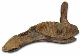 Fossil Hadrosaur (Edmontosarus) Right Dentary - Wyoming #350525