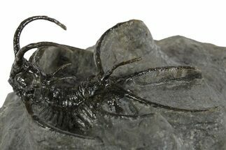 Spiny Ceratarges Trilobite - Zireg, Morocco #350508