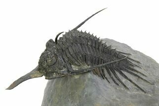 Spiny Psychopyge Trilobite - Short Snout Variant #350475