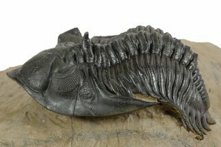Stunning Metacanthina Trilobite - Lghaft, Morocco #350520