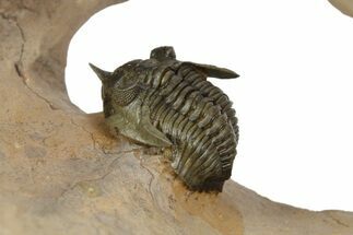 Pseudocryphaeus (Cryphina) Trilobite - Lghaft, Morocco #350527
