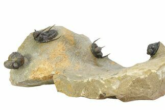 Three Species Trilobite Association (Cyphaspis, Morcops & Gerastos) #350533