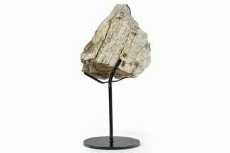 Fossil Triceratops Femur Section w/ Metal Stand - South Dakota #350625