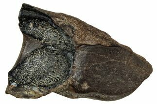 Large, Fossil Triceratops Shed Tooth - Montana #350660