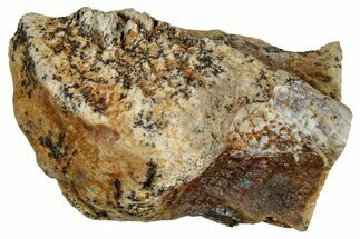 Fossil Triceratops Shed Tooth - Montana #350671