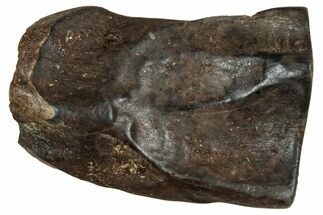 Fossil Triceratops Shed Tooth - Montana #350680