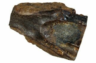 Fossil Triceratops Shed Tooth - Montana #350683