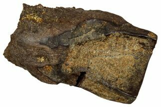 Fossil Triceratops Shed Tooth - Montana #350685