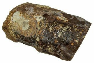 Fossil Triceratops Shed Tooth - Montana #350687