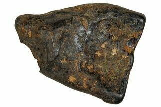 Fossil Triceratops Shed Tooth - Montana #350691