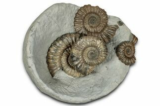 Concretion with Ammonite (Androgynoceras) Fossils - England #350693