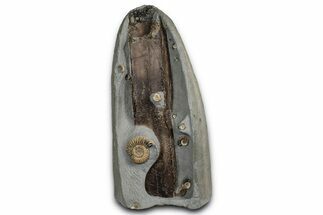 Fossil Ammonites with Petrified Wood - Dorset, England #350697