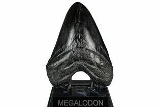 Fossil Shark Teeth For Sale