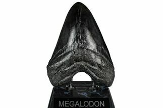 Fossil Megalodon Tooth - Massive River Meg #350773