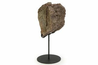 Fossil Sauropod Vertebra Section with Metal Stand - Colorado #350602