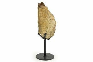 Fossil Triceratops Vertebral Process w/ Metal Stand - South Dakota #350605