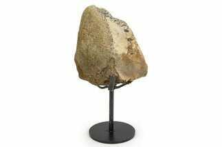 Fossil Hadrosaur Vertebra Section w/ Metal Stand - South Dakota #350607