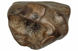 Fossil Nodosaurid (Denversaurus) Tooth - Montana #350542