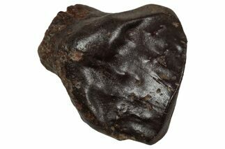 Fossil Nodosaurid (Denversaurus) Tooth - Montana #350545