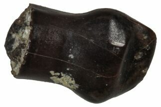 Cretaceous Fossil Dinosaur (Thescelosaurus) Tooth - Montana #350550