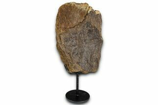 Fossil Triceratops Limb Section w/ Metal Stand - South Dakota #350617