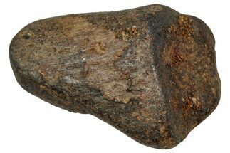 Fossil Triceratops Shed Tooth - Montana #350702