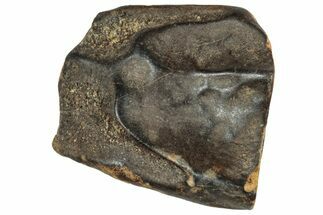 Fossil Triceratops Shed Tooth - Montana #350725