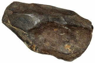 Fossil Triceratops Shed Tooth - Montana #350727