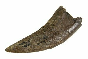 T-Rex Tooth Fragment (#6956) For Sale - FossilEra.com