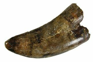 Serrated, Tyrannosaur (Nanotyrannus) Tooth - Montana #350771