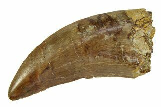 Serrated, Tyrannosaur (Nanotyrannus) Tooth - Montana #350772