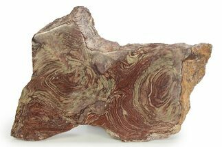 Polished, Neoproterozoic Stromatolite (Conophyton) - Morocco #350894
