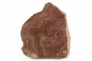 Polished, Neoproterozoic Stromatolite (Conophyton) - Morocco #350896