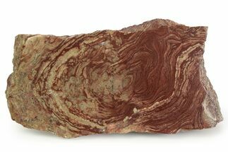 Polished, Neoproterozoic Stromatolite (Conophyton) - Morocco #350897