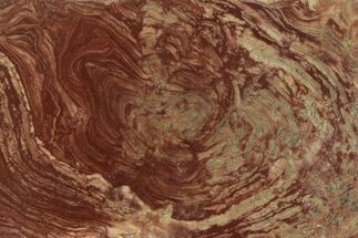 Polished, Neoproterozoic Stromatolite (Conophyton) - Morocco #350898