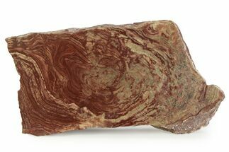 Polished, Neoproterozoic Stromatolite (Conophyton) - Morocco #350898
