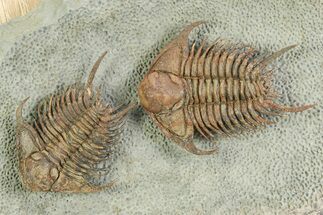 Two Foulonia Trilobites From Fezouata Formation - Top Quality Specimen #350856