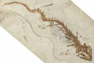 Fossil Salamander (Chelotriton) - Gračanica, Bosnia #350877