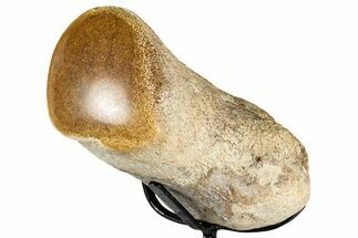 Polished Fossil Mosasaur Vertebra w/ Metal Stand - Texas #350880