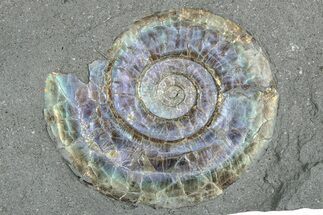 Iridescent Ammonite (Psiloceras) Fossil - England #350959