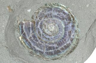 Iridescent Ammonite (Psiloceras) Fossil - England #350962