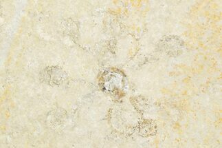 Floating Crinoid (Saccocoma) Fossil - Solnhofen Limestone #351008